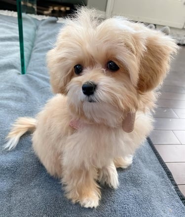 Maltipoo puppies for sale