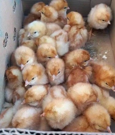 Nos poussins d'un jour robuste et en bonne santé prêt à la vente pour votre ferme.