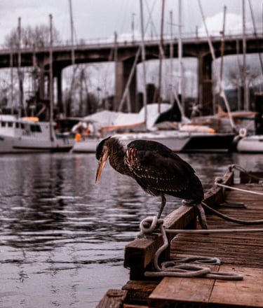 A heron perches on the edge of a wooden dock, gazing down at the water. Behind it, several boats are docked in a marina, with