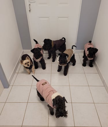 Notre meute de Schnauzers nains noirs