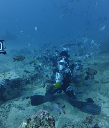 Beqa Shark dive, Beqa Lagoon, Pacific Harbour, Fiji