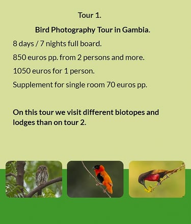Flyer Tour 1 – 8-day bird photography Gambia tour with full board, price from €850 per person, visit