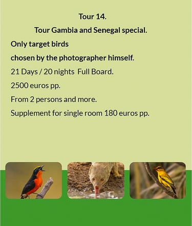 Flyer Tour 14 – 21-day special bird photography Gambia & Senegal tour, full board, price from €2500 