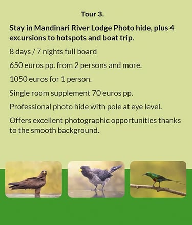 Flyer Tour 3 – 8-day bird photography Gambia tour with stay at Mandinari River Lodge Photo Hide, inc