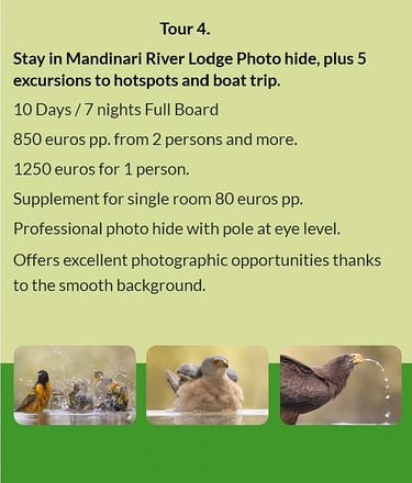 Flyer Tour 4 – 10-day bird photography Gambia tour with stay at Mandinari River Lodge Photo Hide, in