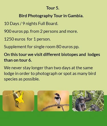 Flyer Tour 5 – 10-day bird photography Gambia tour, full board, price from €900 per person. Includes