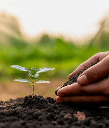 Oraganic Compost PICROC