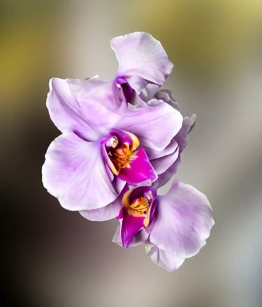 digital art, visual art, Joanna Wlaszyn