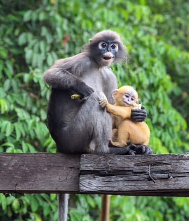 Les Langurs, singes à lunettes, Chumphon