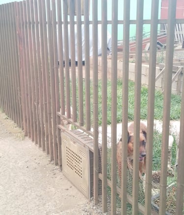 Cerca de ferro metalon em residencia visual livre e segurança