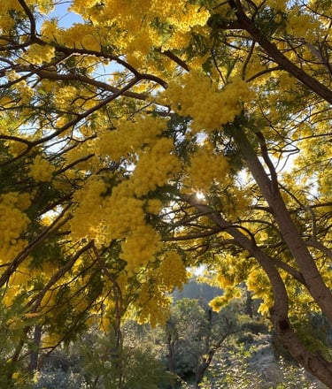 Eine Mimose in voller gelber Blüte angestrahlt von Sonne, die für Widerstandskraft steht.