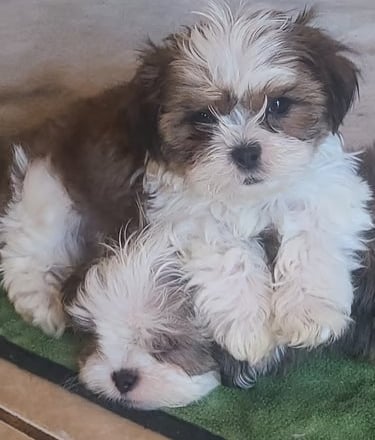 2 Brown and white Maltese Puppies on blanket in Texas.