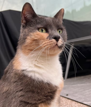 Britisch Kurzhaar Katze bunt - fluffy family 