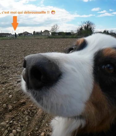 Close-up of an Australian Shepherd dog in a field with a person brushcutting in the distance.