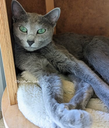 bleu russe femelle obsidian cats