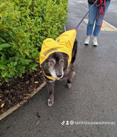 dog walker Doncaster