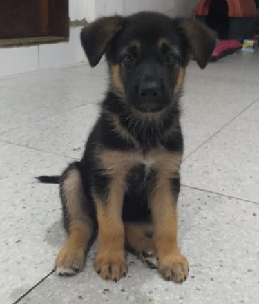 German Shepherd Puppies for Sale
