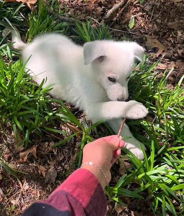 German Shepherd puppies for sale