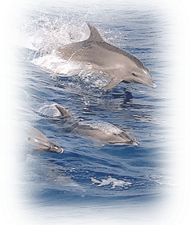 a group of dolphins swimming in the ocean