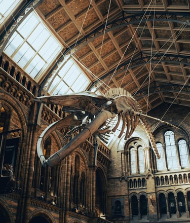 Natural History Museum – Grand interior with a suspended whale skeleton.