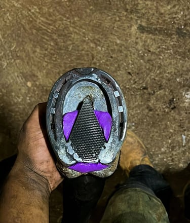 Medicina veterinária equina voltada a cavalos esportivos e reprodutores