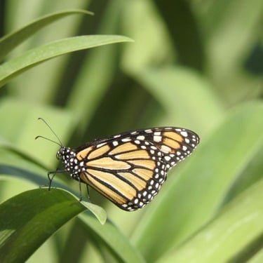 Mariposa monarca emblémica de la Reserva de la Biósfera de la Mariposa Monarca, Michoacán México