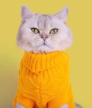 Gatito amarillo