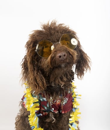 Perrito hippie