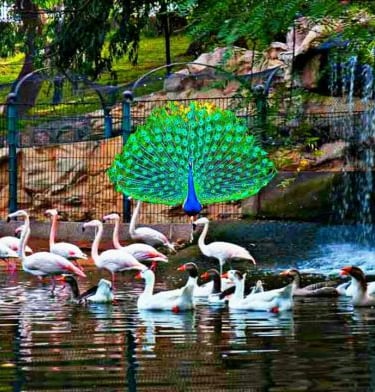 a group of birds and a peacock in a pond in paradise valley
