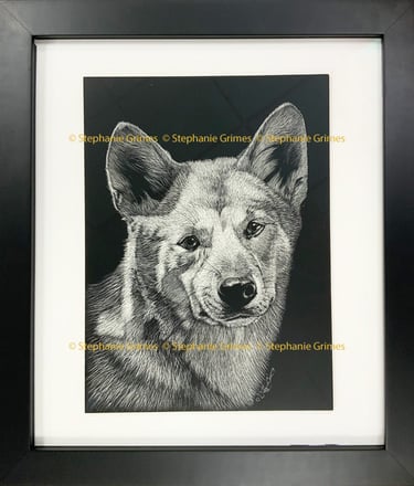 Scratchboard of a sweet faced dingo dog.
