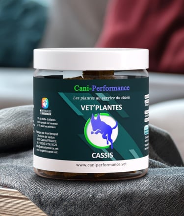 VET'PLANTES CASSIS