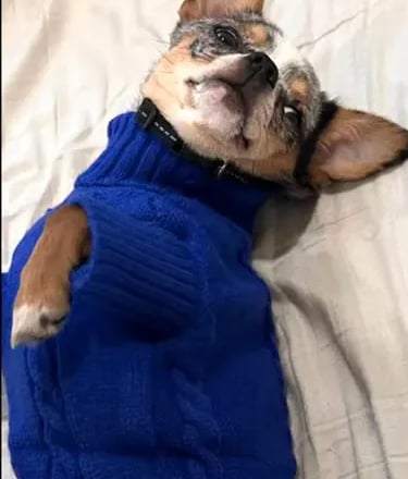 Nyx the blue merle AKC Chihuahua from Louisiana—champion-line dam lounging in royal blue sweater