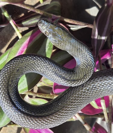 African Black House Snake showing its iridescent skin. 