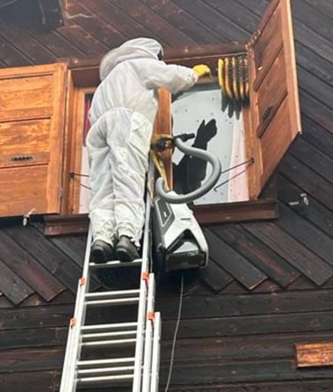 déplacement essaim abeille derrière volet Haute-SavoieFillinges, Bonne Boëge Cluses Reignier 