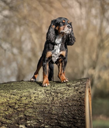 Black and tan Cavalier King Charles Spaniel standing. during pet photography in Wakefield