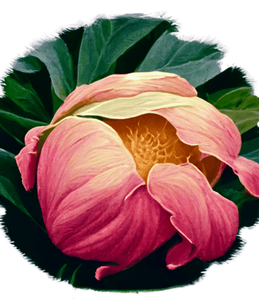 a pink peony flower surrounded by green leaves
