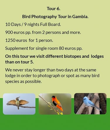 Flyer Tour 6 – 10-day bird photography Gambia tour, full board, price from €900 per person. Includes