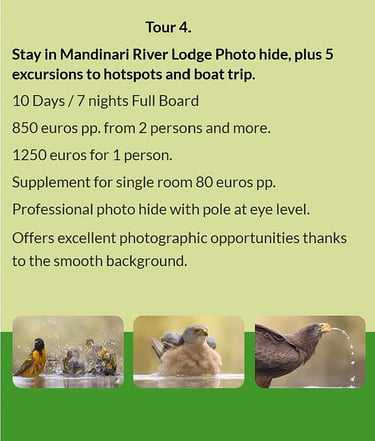 Flyer Tour 4 – 10-day bird photography Gambia tour with stay at Mandinari River Lodge Photo Hide, in