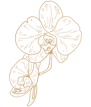 moon orchid
