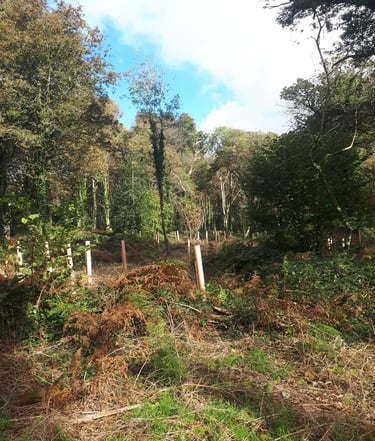 wild forest habitat management