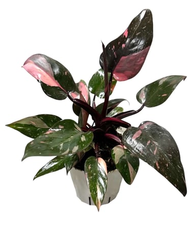 Philodendron Pink Princess climbing moss pole with pink and green variegated leaves indoors