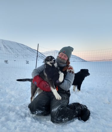 Chien de traineau en Laponie