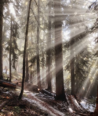 Sunbeams through pine forest trail, morning wilderness hike and shelter site scouting