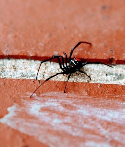 Red Back spider