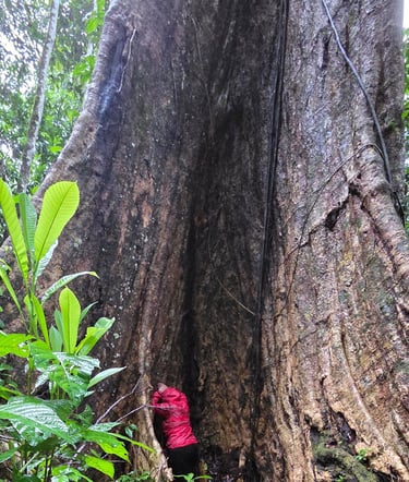 Shihuahuaco Tree of life