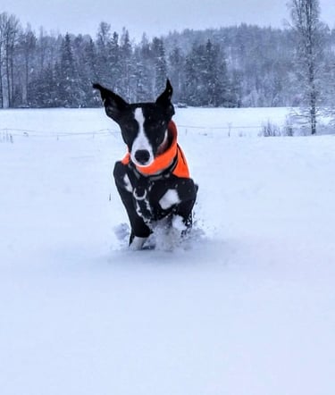 whippet pentutiedustelu yhteydenotto