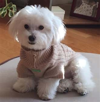 maltipoo-wearing-winter-sweater-330-x-336--min-1920w