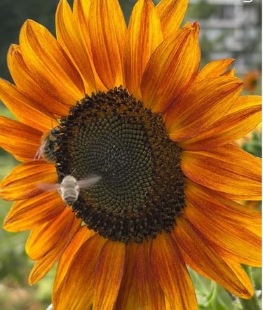 tournesol  et abeille