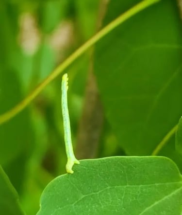 Knoxville, TN Travel - What is this weird green creature at UT Gardens