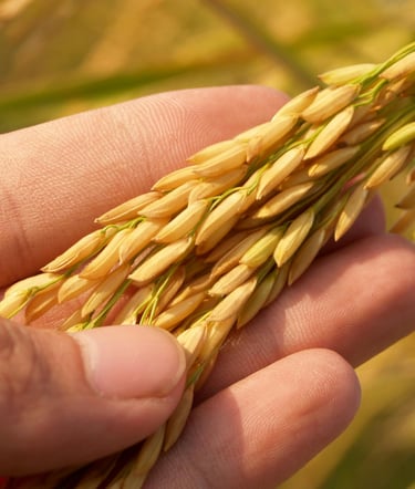 hand holding stalks of raw paddy rice before milling